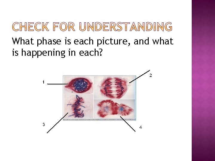 What phase is each picture, and what is happening in each? 