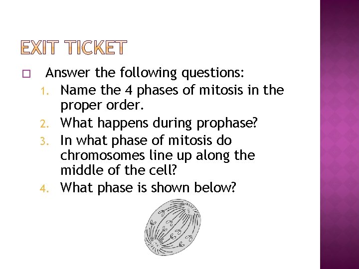 � Answer the following questions: 1. Name the 4 phases of mitosis in the