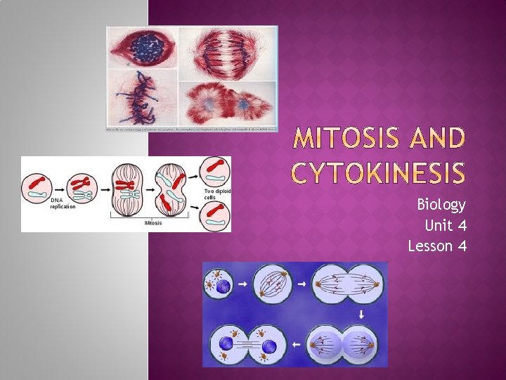 Biology Unit 4 Lesson 4 