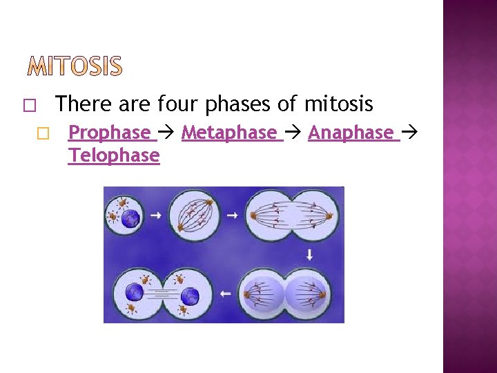 � � There are four phases of mitosis Prophase Metaphase Anaphase Telophase 