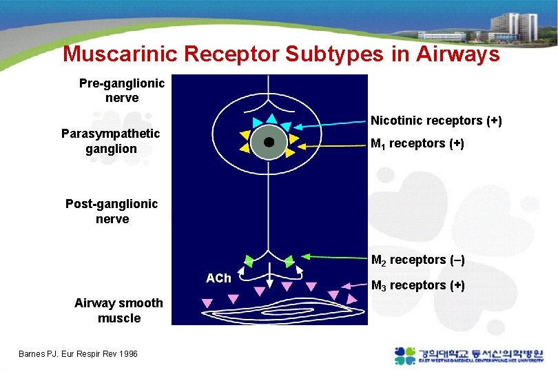 Muscarinic Receptor Subtypes in Airways Pre-ganglionic nerve Nicotinic receptors (+) Parasympathetic ganglion M 1