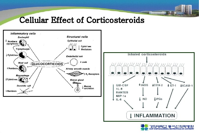 Cellular Effect of Corticosteroids 