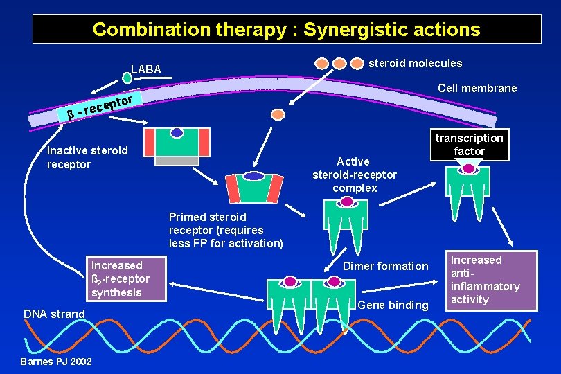 Combination therapy : Synergistic actions steroid molecules LABA Cell membrane tor p e c