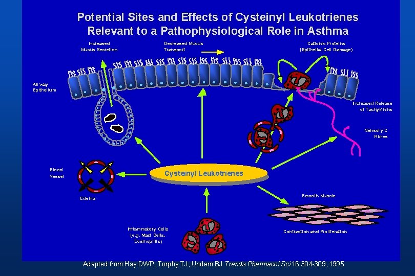 Potential Sites and Effects of Cysteinyl Leukotrienes Relevant to a Pathophysiological Role in Asthma