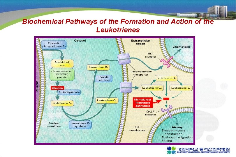Biochemical Pathways of the Formation and Action of the Leukotrienes 