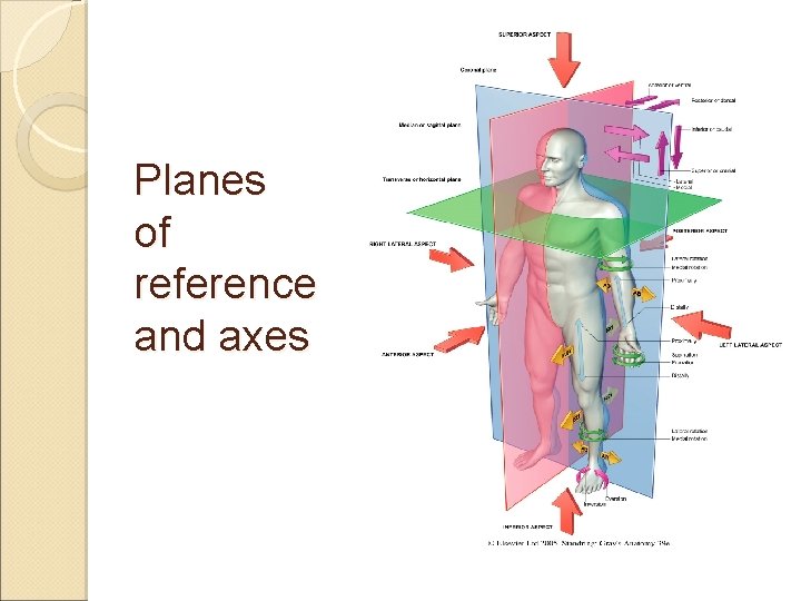 Planes of reference and axes 