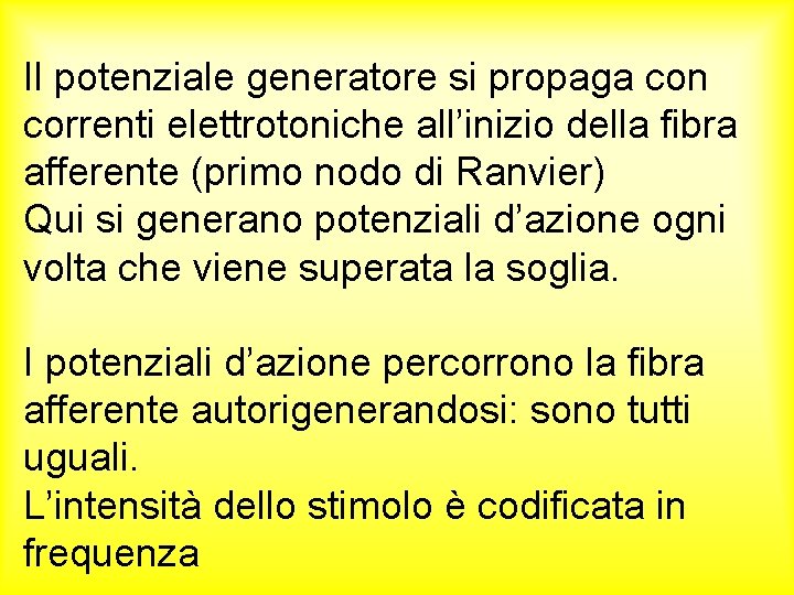 Il potenziale generatore si propaga con correnti elettrotoniche all’inizio della fibra afferente (primo nodo