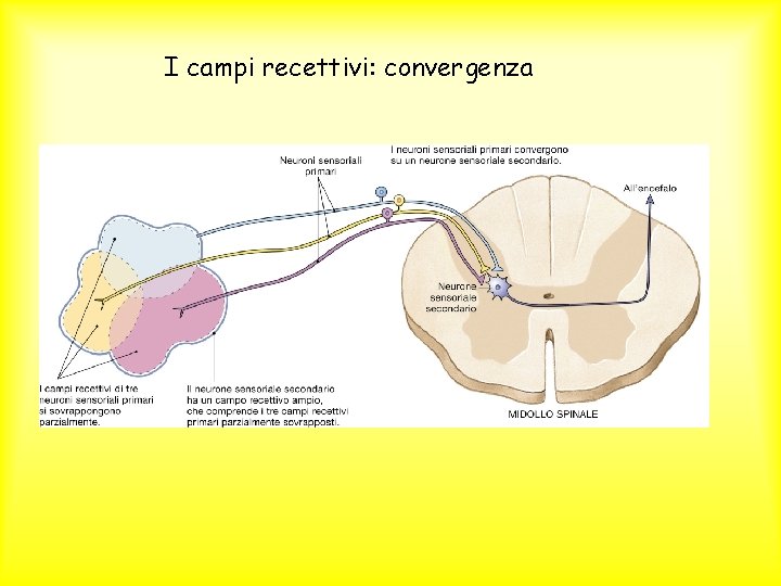 I campi recettivi: convergenza 