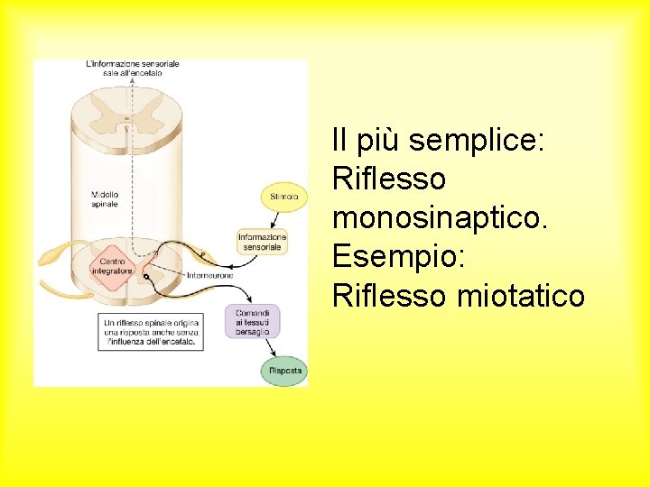 Il più semplice: Riflesso monosinaptico. Esempio: Riflesso miotatico 