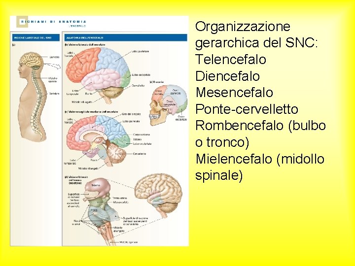 Organizzazione gerarchica del SNC: Telencefalo Diencefalo Mesencefalo Ponte-cervelletto Rombencefalo (bulbo o tronco) Mielencefalo (midollo