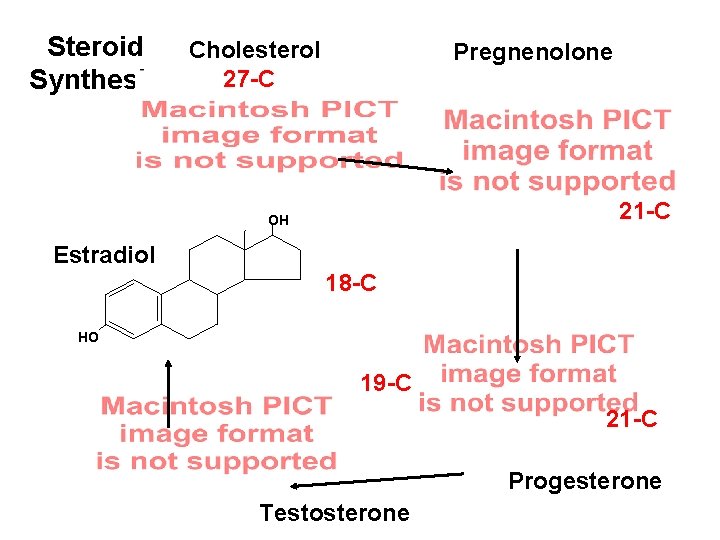 Steroid Cholesterol 27 -C Synthesis Pregnenolone 21 -C OH Estradiol 18 -C HO 19