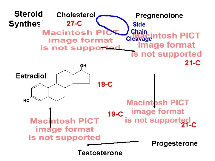 Steroid Cholesterol 27 -C Synthesis Pregnenolone Side Chain Cleavage 21 -C OH Estradiol 18