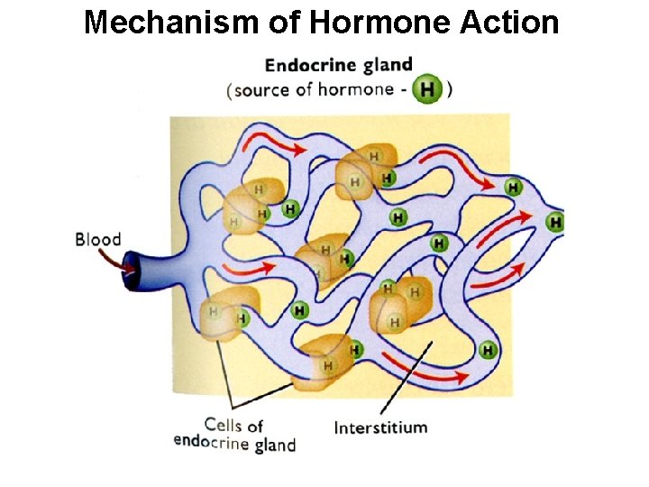 Mechanism of Hormone Action 