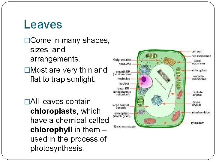 Leaves �Come in many shapes, sizes, and arrangements. �Most are very thin and flat