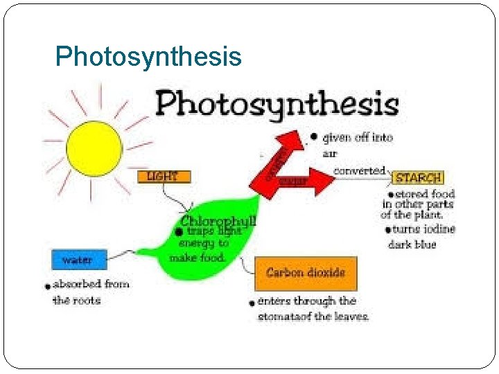 Photosynthesis 