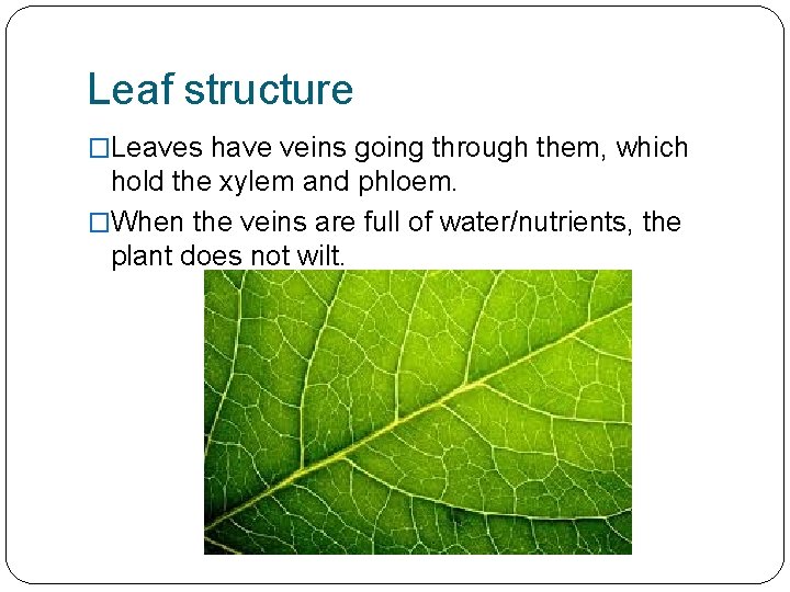 Leaf structure �Leaves have veins going through them, which hold the xylem and phloem.