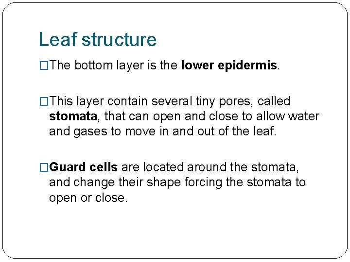 Leaf structure �The bottom layer is the lower epidermis. �This layer contain several tiny