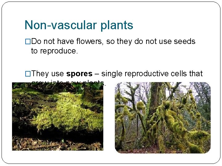 Non-vascular plants �Do not have flowers, so they do not use seeds to reproduce.