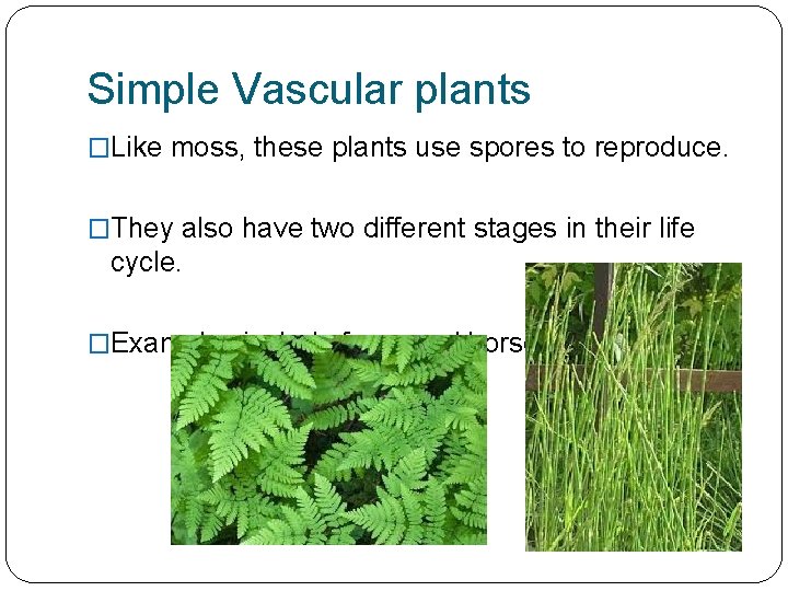 Simple Vascular plants �Like moss, these plants use spores to reproduce. �They also have