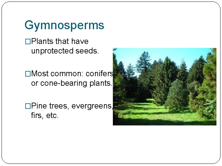 Gymnosperms �Plants that have unprotected seeds. �Most common: conifers, or cone-bearing plants. �Pine trees,