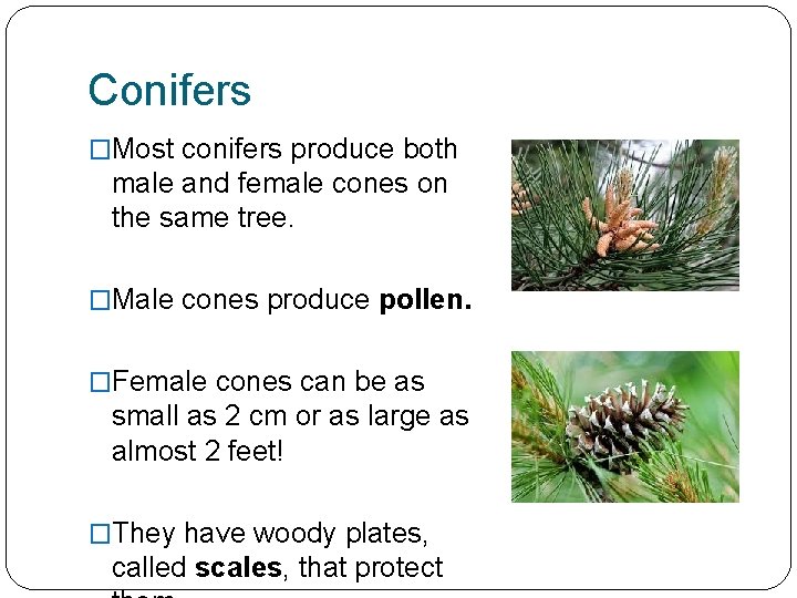 Conifers �Most conifers produce both male and female cones on the same tree. �Male