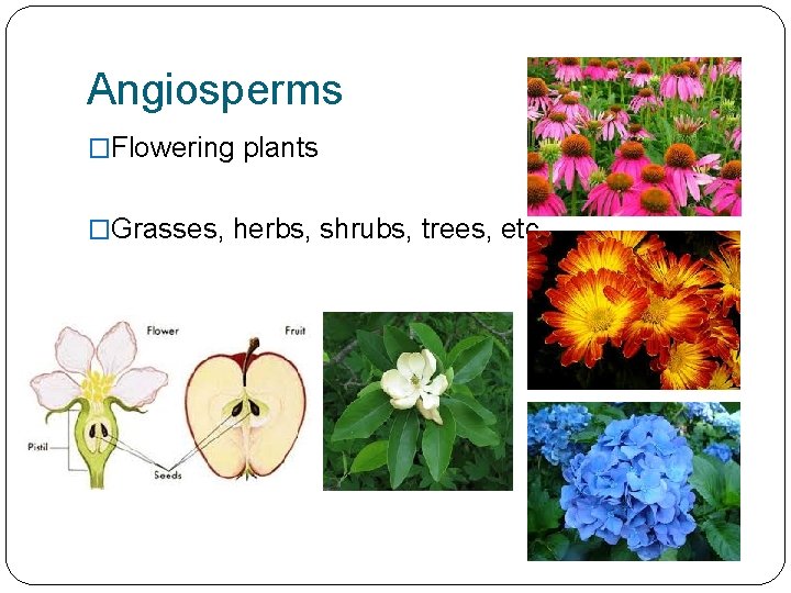 Angiosperms �Flowering plants �Grasses, herbs, shrubs, trees, etc. 