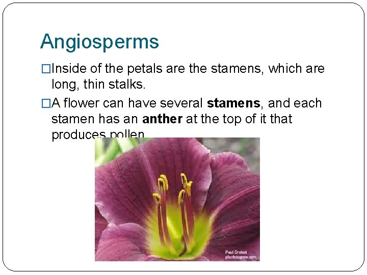 Angiosperms �Inside of the petals are the stamens, which are long, thin stalks. �A