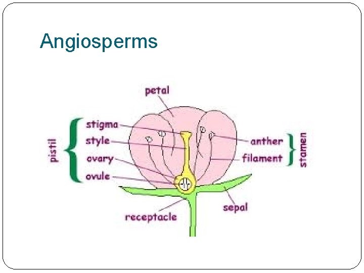 Angiosperms 