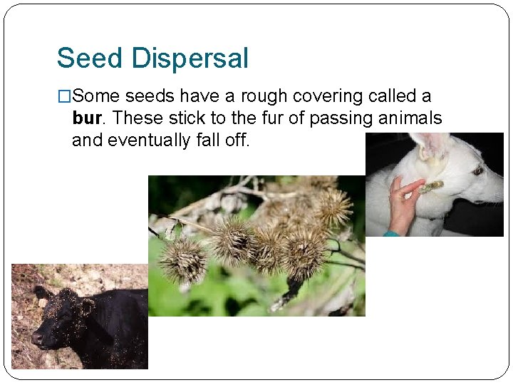 Seed Dispersal �Some seeds have a rough covering called a bur. These stick to