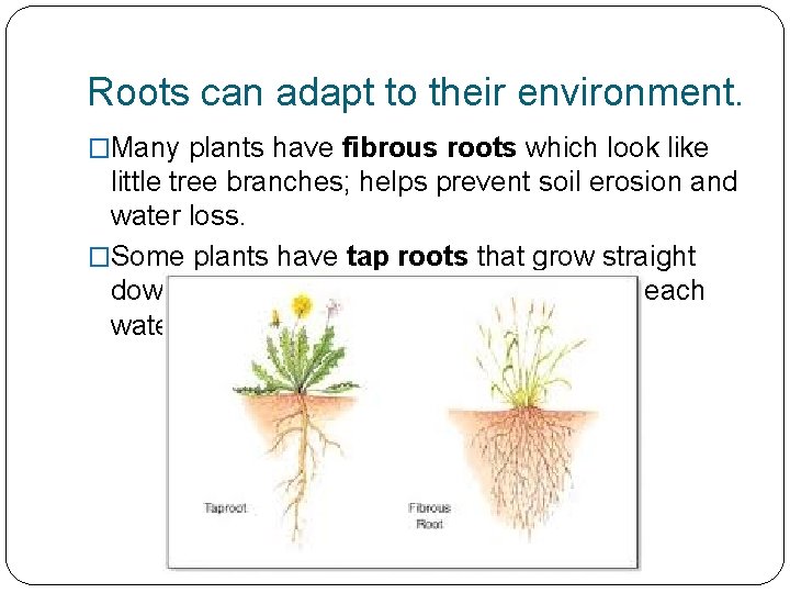 Roots can adapt to their environment. �Many plants have fibrous roots which look like