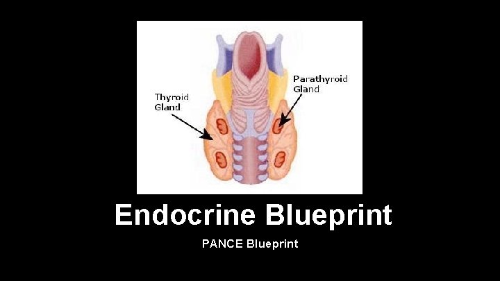 Endocrine Blueprint PANCE Blueprint 