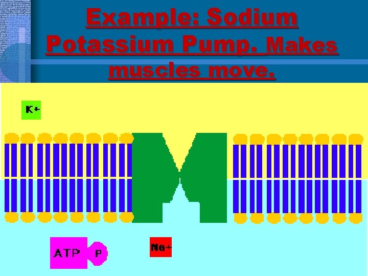 Example: Sodium Potassium Pump. Makes muscles move. 