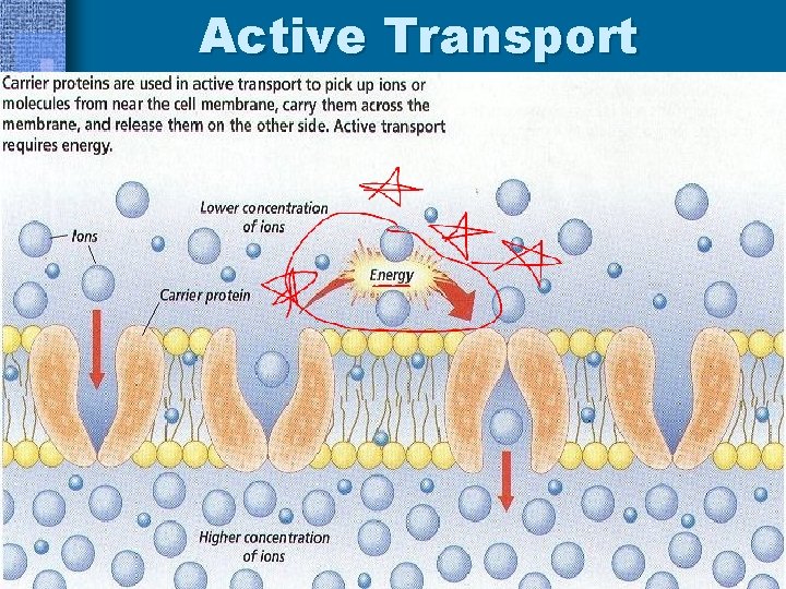 Active Transport 