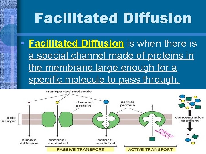 Facilitated Diffusion • Facilitated Diffusion is when there is a special channel made of