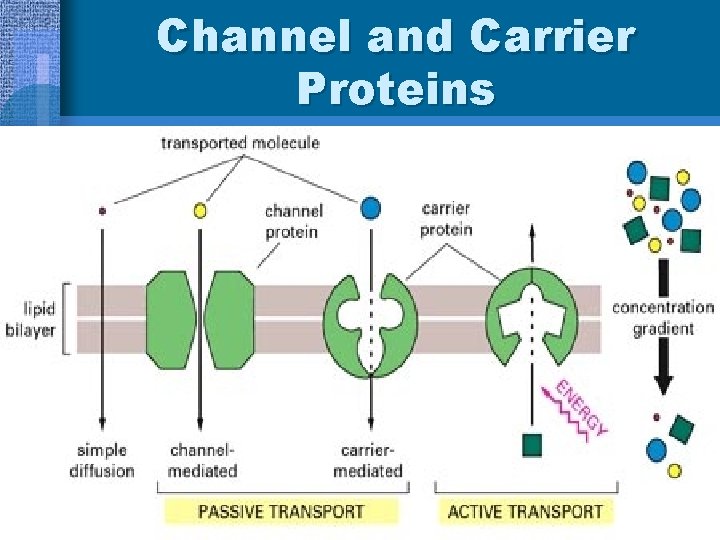 Channel and Carrier Proteins 