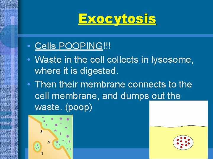 Exocytosis • Cells POOPING!!! • Waste in the cell collects in lysosome, where it