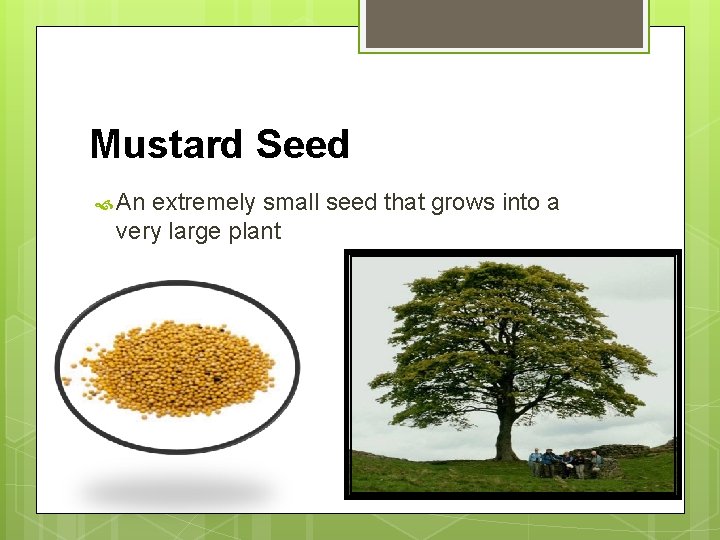 Mustard Seed An extremely small seed that grows into a very large plant 
