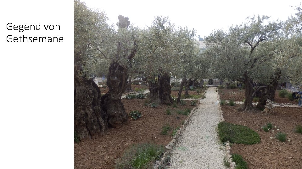 Gegend von Gethsemane 
