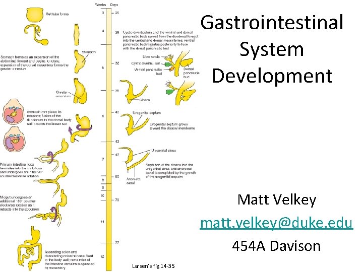 Gastrointestinal System Development Matt Velkey matt. velkey@duke. edu 454 A Davison Larsen’s fig 14
