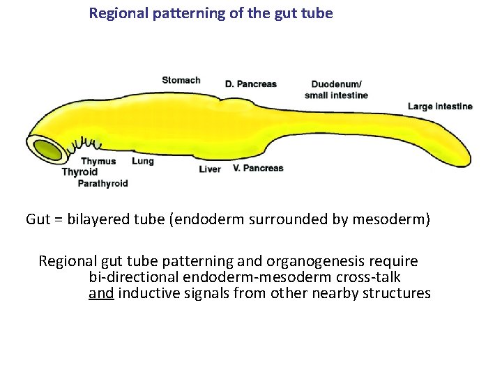Regional patterning of the gut tube Gut = bilayered tube (endoderm surrounded by mesoderm)