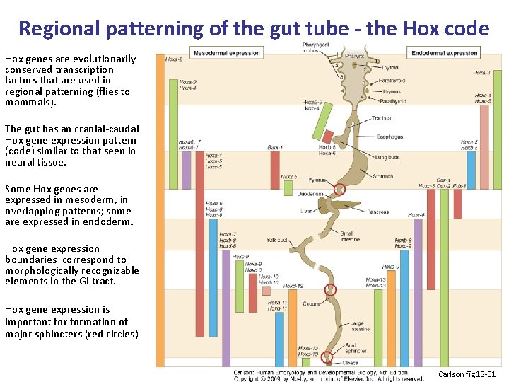 Regional patterning of the gut tube - the Hox code Hox genes are evolutionarily