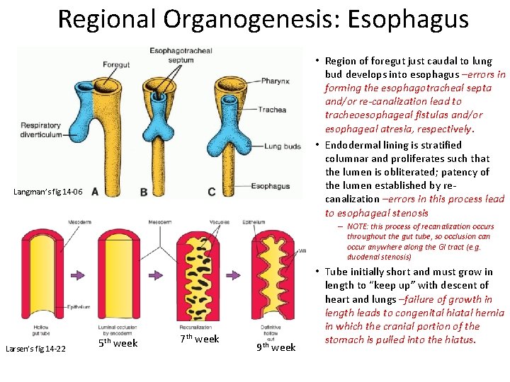 Regional Organogenesis: Esophagus • Region of foregut just caudal to lung bud develops into