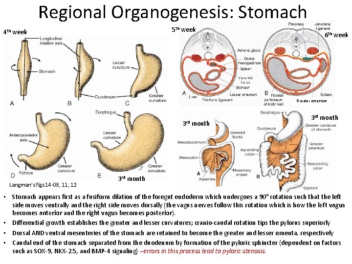 Regional Organogenesis: Stomach 5 th week 4 th week 6 th week Greater omentum