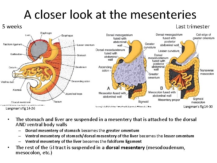 A closer look at the mesenteries 5 weeks Langman’s fig 14 -26 • Last