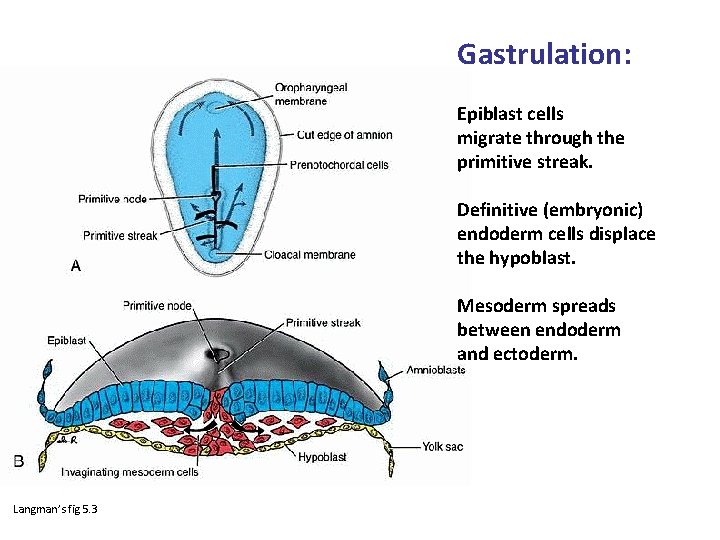 Gastrulation: Epiblast cells migrate through the primitive streak. Definitive (embryonic) endoderm cells displace the