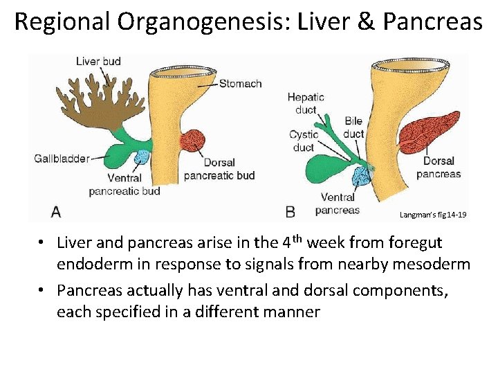 Regional Organogenesis: Liver & Pancreas Langman’s fig 14 -19 • Liver and pancreas arise