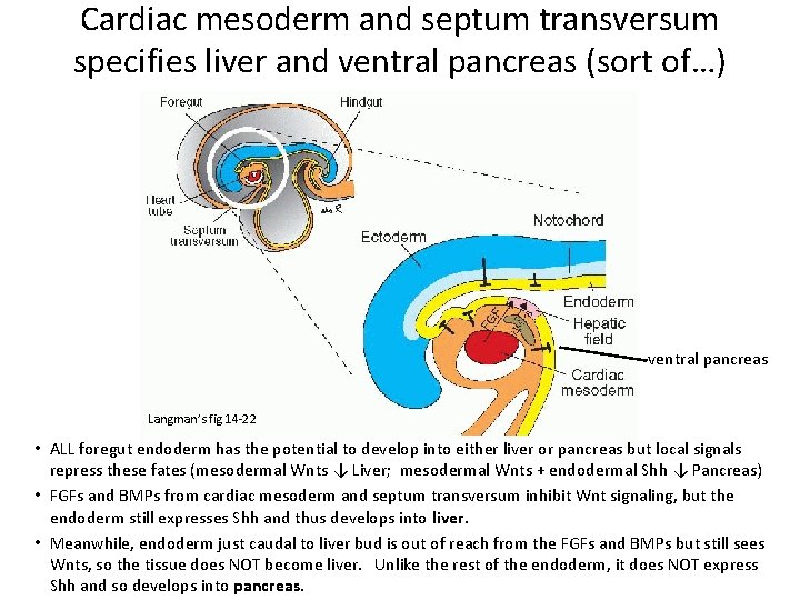 Cardiac mesoderm and septum transversum specifies liver and ventral pancreas (sort of…) ventral pancreas