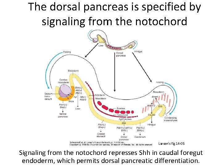 The dorsal pancreas is specified by signaling from the notochord Larsen’s fig 14 -05