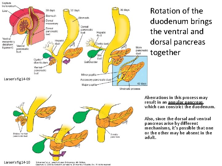 Rotation of the duodenum brings the ventral and dorsal pancreas together Larsen’s fig 14