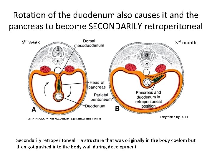 Rotation of the duodenum also causes it and the pancreas to become SECONDARILY retroperitoneal